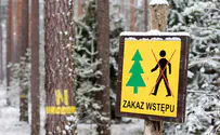 EU forces Poland to quit logging