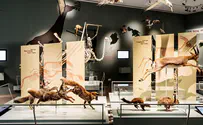 Sneak peek: New Museum of Natural History in Tel Aviv