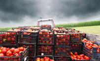 Farmers threaten to go to Supreme Court over Turkish tomatoes