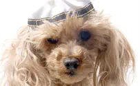 'Bark' Mitzvah for dogs trend persists