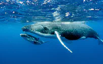 Stunning Video: Whales swim with dolphin pod off Irish coast