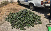 Watch: Arab avocado thieves caught red-handed