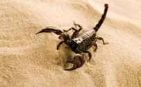 Woman stung by scorpion on United Airlines flight