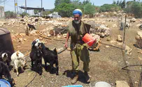 Watch: From the US hi-tech industry to shepherding in Samaria 