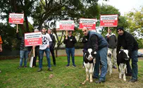 Farmers bring calves to DM Bennett's yard