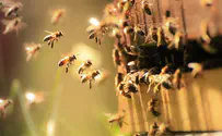 Israeli company pioneers robot-controlled beehive