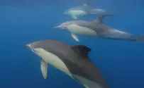 Watch: Amazing footage of dolphins swimming in southern Israel