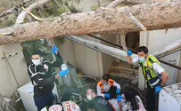 Tree collapses on young woman in Bnei Brak; condition critical
