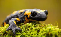 WATCH: Rare salamander surfaces in northern Israel