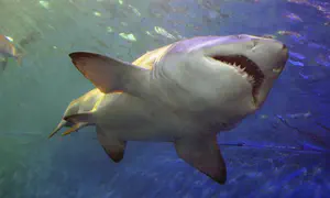 Russian man killed in Red Sea shark attack