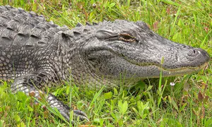 Human body found in jaws of massive alligator