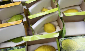 Asia: Most Jews opt for an imported etrog over one grown locally