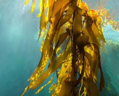Israel develops “Super Seaweed” for health compounds, medicine