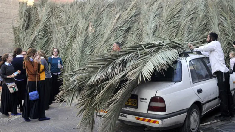 Gathering palm fronds for a sukkah