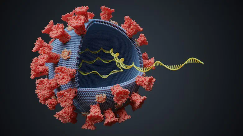 Coronavirus strain