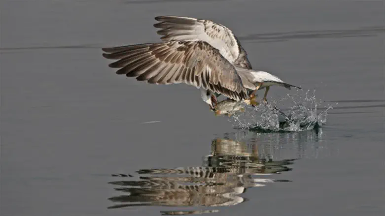 Bird catches fish from the Kinneret