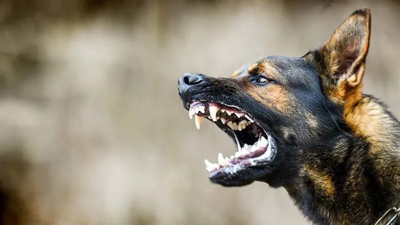 Dog shows teetj
