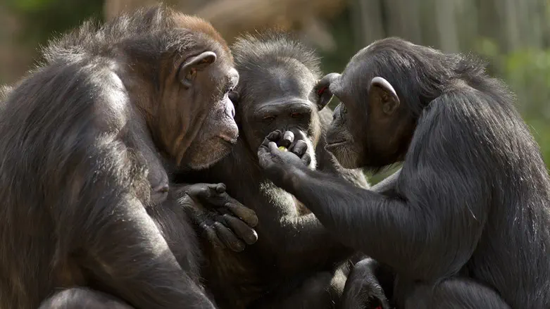 Monkeys