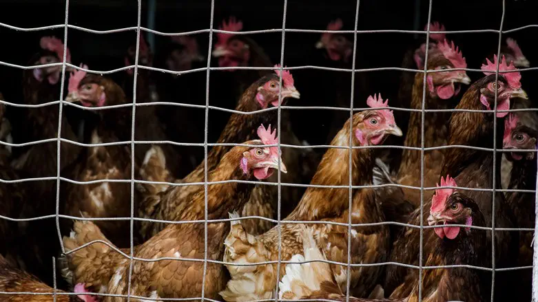 Caged chickens
