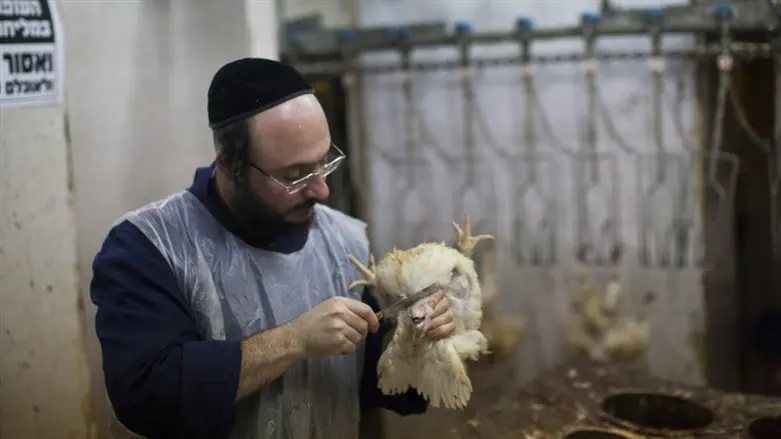Shechita kosher slaughter