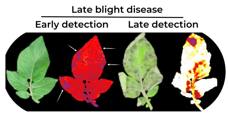 Hebrew University plant disease biosensor