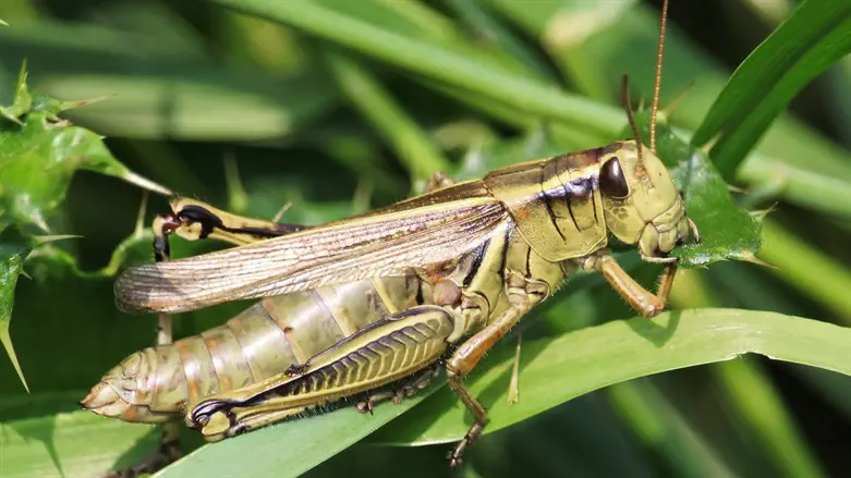 grasshopper