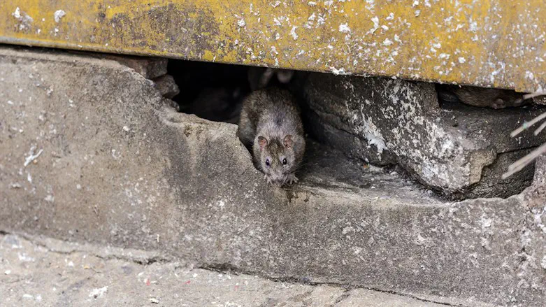 Rats in building (illustrative)