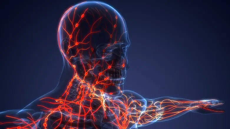 human body