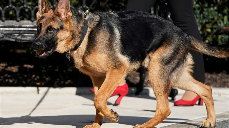 Commander, US President Joe Biden's dog