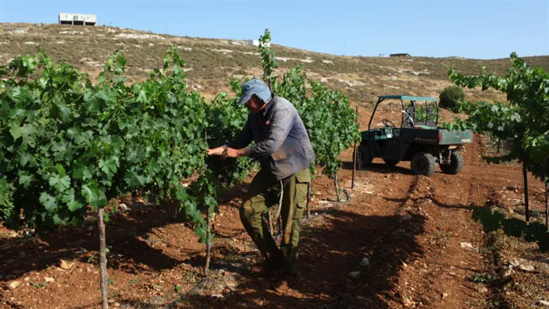 Jewish farmer tends his vineyard