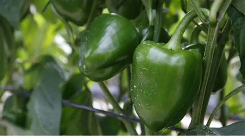 Green peppers grown at Kibbutz Yitav