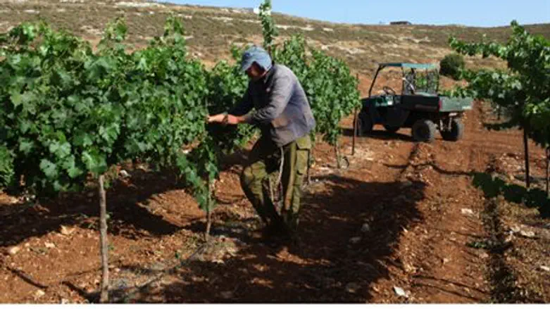 Jewish farmer (illustrative)