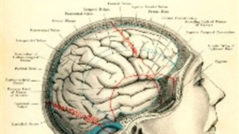 The brain