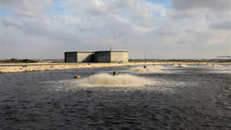 Raw sewage plant in Gaza