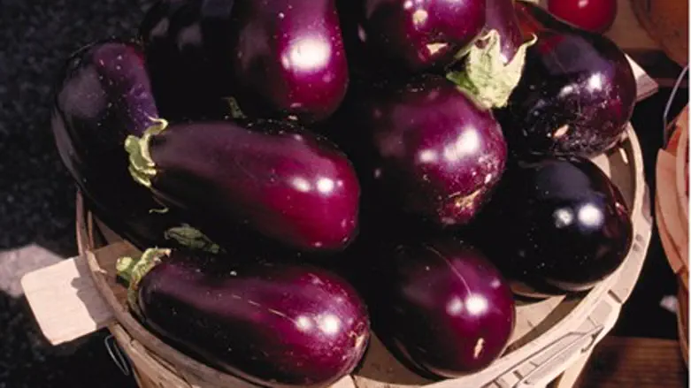 Aubergine Eggplants