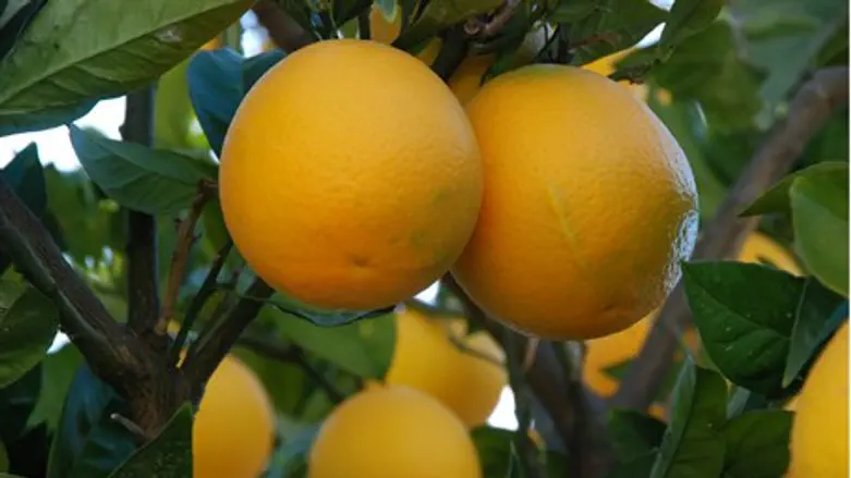 Israeli Oranges
