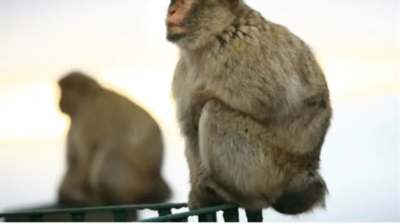 Monkey may find himself on Iranian satellite