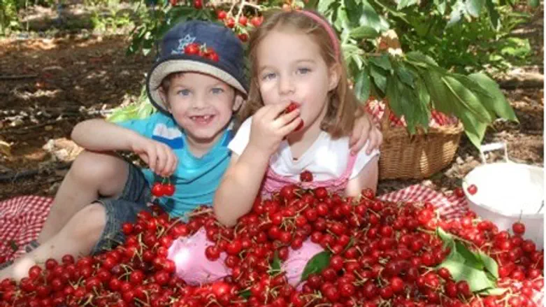  Bounty year for cherries in Israel