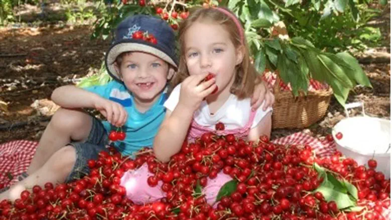 Bounty year for cherries in Israel