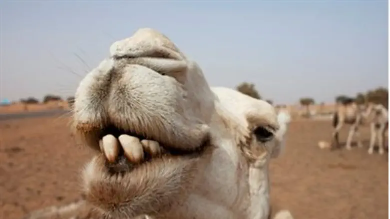 Camels rest at a watering hole in Mauritania 