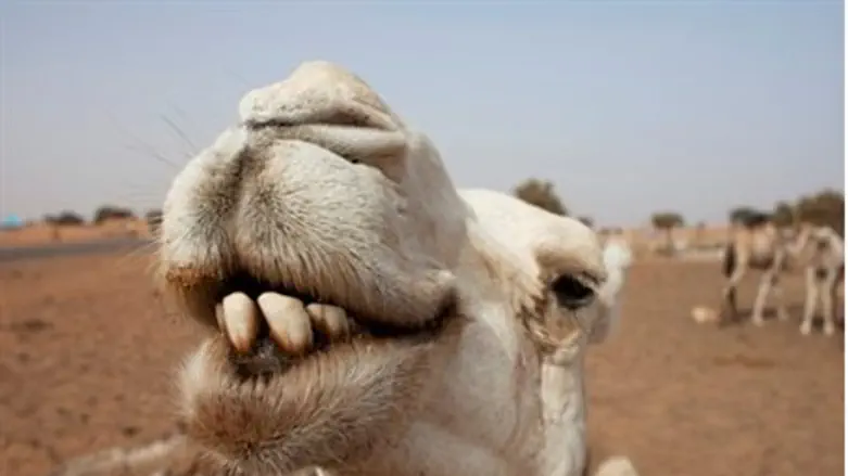 Camels rest at a watering hole in Mauritania