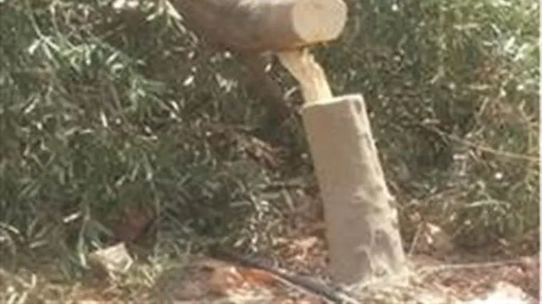 Olive tree damaged by Samaria Arabs