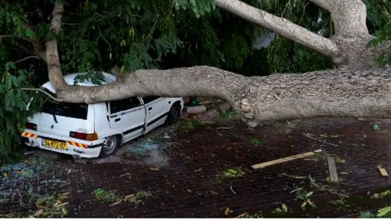 View of a car damaged by a large tree had blo