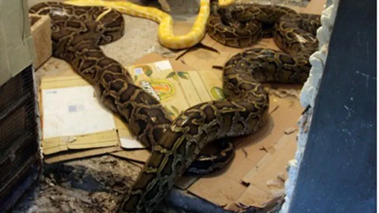 Snakes