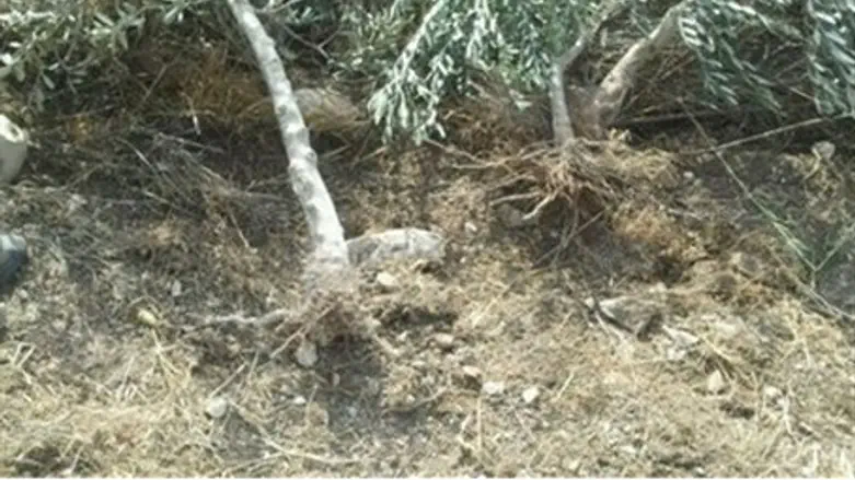 Jewish-owned olive trees in Samaria uprooted by Arabs - CNN nowhere in sight