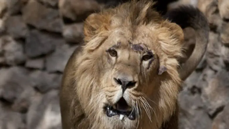 Lion (illustration)