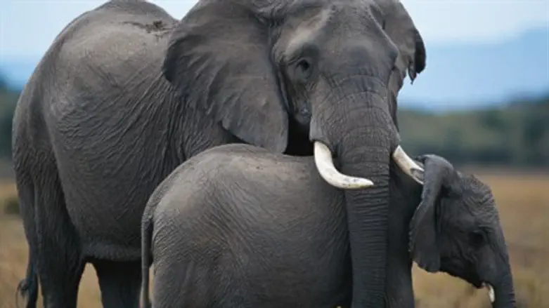 Elephant, פילים