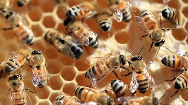 Bees (illustration)