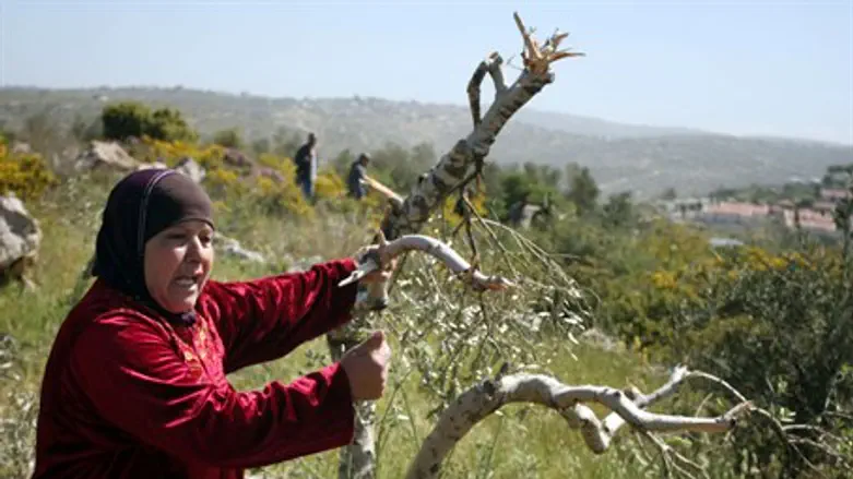 Olive harvest 'blood libel' in Samaria