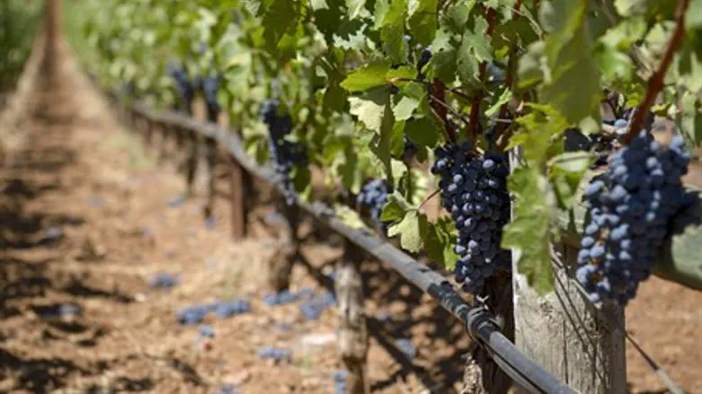 Wine vineyard (illustration)
